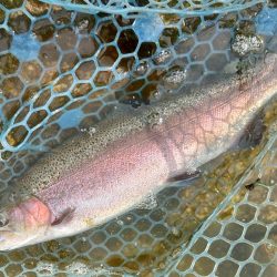 イトウが釣れた！ ～フィッシングパーク高島の泉～